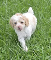 SAFFRON BLUE EYED MINI MERLE, a female Poodle - Miniature  for sale in Bowling Green, KY – 7 of 10