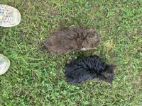PAGE CHOCOLATE TAN YORKIPOO , a female Yorkipoo for sale in Bowling Green, KY – 8 of 8