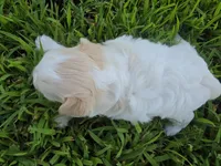 MORKIPOO APRICOT PARTI GIRL, a female Poodle - Toy  and Morkie for sale in Bowling Green, KY – 4 of 10