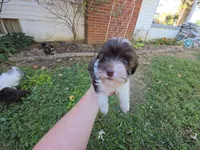 WRYN TOY SCHNOODLE GIRL, a female Schnoodle for sale in Bowling Green, KY – 5 of 10