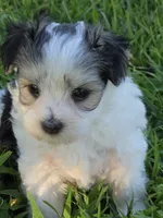 PAXTON MORKIPOO BOY, a male Yorkipoo and Maltese for sale in Bowling Green, KY – 4 of 10