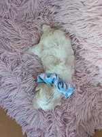 Padigan APRICOT MERLE, a female Poodle - Miniature  for sale in Bowling Green, KY – 8 of 10