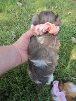 GRACE BLUE PARTI YORKIPOO, a female Yorkipoo for sale in Bowling Green, KY – 8 of 10