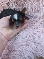 PAGEANT YORKIPOO GIRL, a female Yorkipoo for sale in Bowling Green, KY – 4 of 10