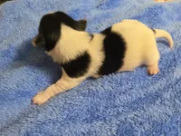 ABNERS BOY, a male Morkie for sale in Bowling Green, KY – 2 of 7