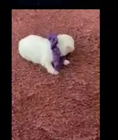Sherri, a female Maltese for sale in Bowling Green, KY – 8 of 9