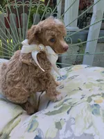 MARISOL CREAMY APRICOT, a female Poodle - Miniature  for sale in Bowling Green, KY – 3 of 10