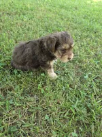 PAGE CHOCOLATE TAN YORKIPOO , a female Yorkipoo for sale in Bowling Green, KY – 3 of 8