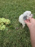 DEARLY TINY TOY GIRL, a female Poodle - Toy  for sale in Bowling Green, KY – 6 of 10