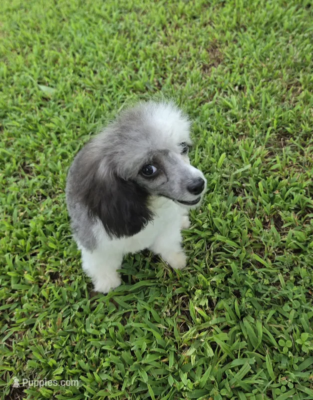 HARMONY SILVER PARTI GIRL – Poodle - Toy  puppy for sale in Bowling Green, KY