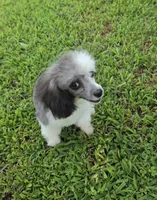 HARMONY SILVER PARTI GIRL, a female Poodle - Toy  for sale in Bowling Green, KY – 2 of 10