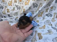 PATTEN YORKIPOO MALE, a male Yorkipoo for sale in Bowling Green, KY – 3 of 10