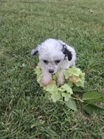 DEARLY TINY TOY GIRL, a female Poodle - Toy  for sale in Bowling Green, KY – 9 of 10