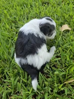MORKIPOO TRI-COLORED, a male Poodle - Toy  and Morkie for sale in Bowling Green, KY – 5 of 10