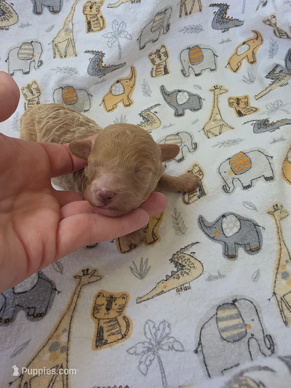 REACHER RED MINIATURE  – Poodle - Miniature  puppy for sale in Bowling Green, KY