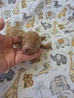 REACHER RED MINIATURE , a male Poodle - Miniature  for sale in Bowling Green, KY – 1 of 10