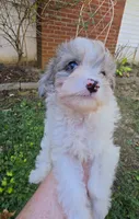 WINSLOW BLUE MERLE PARTI WITH 1 BLUE EYE, a male Schnoodle for sale in Bowling Green, KY – 2 of 10