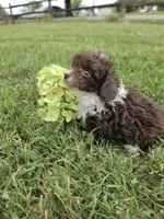 DAINTY TINY TEACUP GIRL, a female Poodle - Toy  for sale in Bowling Green, KY – 7 of 10