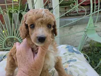 PARASOL LIGHT RED, a female Poodle - Miniature  for sale in Bowling Green, KY – 4 of 10