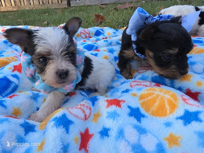 DANDY TINY TEACUP YORKIE MALE – Yorkshire Terrier puppy for sale in Bowling Green, KY