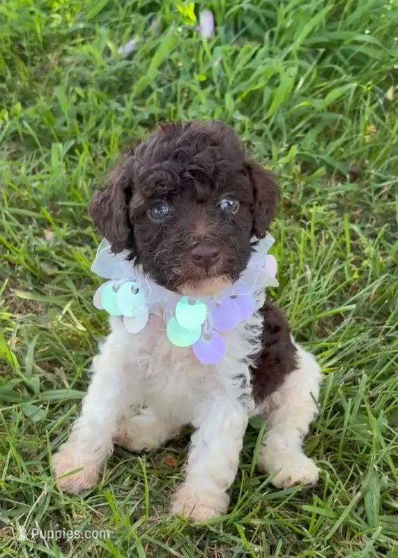 DARK CHOCOLATE PARTI – Schnoodle puppy for sale in Bowling Green, KY