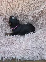 PAGEANT YORKIPOO GIRL, a female Yorkipoo for sale in Bowling Green, KY – 5 of 10