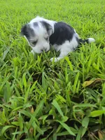 MORKIPOO TRI-COLORED, a male Poodle - Toy  and Morkie for sale in Bowling Green, KY – 10 of 10