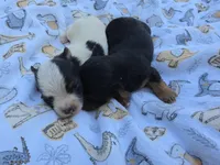 DIGBY LITTLE YORKIE BOY, a male Yorkshire Terrier for sale in Bowling Green, KY – 2 of 7
