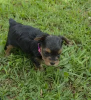 PATTEN YORKIPOO MALE, a male Yorkipoo for sale in Bowling Green, KY – 7 of 10