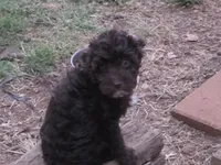 TOBYN DARK CHOCOLATE BOY, a male Schnoodle for sale in Bowling Green, KY – 2 of 3