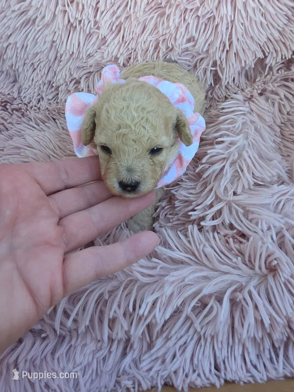 RENEE MINIATURE CREAM GIRL – Poodle - Miniature  puppy for sale in Bowling Green, KY