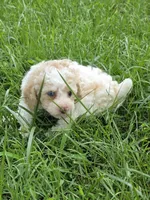 SAFFRON BLUE EYED MINI MERLE, a female Poodle - Miniature  for sale in Bowling Green, KY – 8 of 10