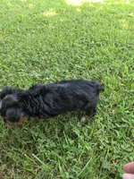 PAISLEY YORKIPOO GIRL, a female Yorkipoo for sale in Bowling Green, KY – 8 of 8