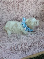 Padigan APRICOT MERLE, a female Poodle - Miniature  for sale in Bowling Green, KY – 10 of 10