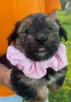 FUZZY LUVVY YORKIPOO, a female Yorkipoo for sale in Bowling Green, KY – 3 of 5