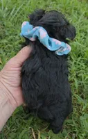 PADDEN YORKIPOO MALE, a male Yorkipoo for sale in Bowling Green, KY – 6 of 9