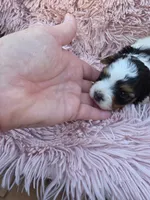 PIGEON YORKIPOO GIRL, a female Yorkipoo for sale in Bowling Green, KY – 3 of 10