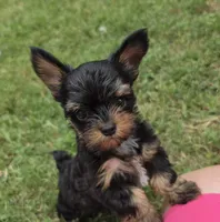 LINK TINY YORKIPOO, a male Yorkipoo for sale in Bowling Green, KY – 1 of 10