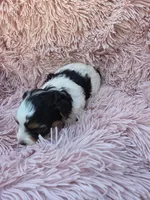 PIGEON YORKIPOO GIRL, a female Yorkipoo for sale in Bowling Green, KY – 8 of 10