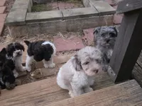 TETLEY LIGHT CHOCOLATE MERLE PARTI WITH BLUE EYE, a male Schnoodle for sale in Bowling Green, KY – 6 of 6