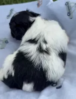 BANDIT HAVAPOO MIX, a male Yorkshire Terrier and Havapoo for sale in Bowling Green, KY – 3 of 9