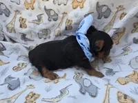 PATTEN YORKIPOO MALE, a male Yorkipoo for sale in Bowling Green, KY – 5 of 10