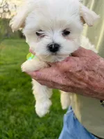LITTLE SPARROW GREEN COLLAR, a female Maltese for sale in Bowling Green, KY – Photo 4 of 4