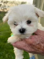 LITTLE SPARROW GREEN COLLAR, a female Maltese for sale in Bowling Green, KY – Photo 3 of 4