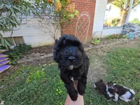 WILTON BLACK SCHNOODLE BOY, a male Schnoodle for sale in Bowling Green, KY – 2 of 9
