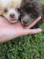 KELLY TEACUP POODLE, a female Poodle - Toy  for sale in Bowling Green, KY – 5 of 10