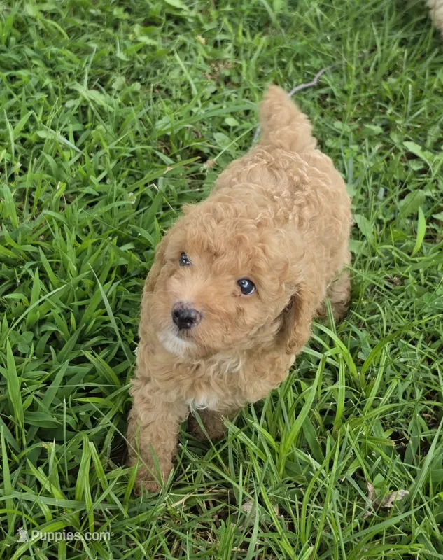 REACHER RED MINIATURE  – Poodle - Miniature  puppy for sale in Bowling Green, KY