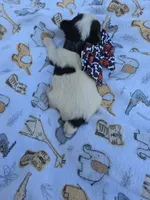 DANDY TINY YORKIE MALE, a male Yorkshire Terrier for sale in Bowling Green, KY – 7 of 8