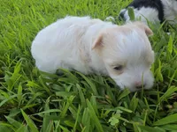 MORKIPOO APRICOT PARTI GIRL, a female Poodle - Toy  and Morkie for sale in Bowling Green, KY – 6 of 10