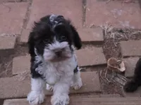 TIPPER CHOCOLATE PARTI BOY, a male Schnoodle for sale in Bowling Green, KY – 5 of 6